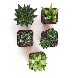 Shop Succulents | Alluring Collection of Live, Hand Selected Variety Pack of Mini 5 Different Aloe Plants in 2" Grower Pots, Easy to Grow and Hard to Kill