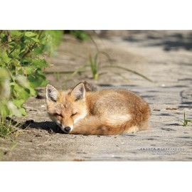 Cuties 300-Piece Jigsaw Puzzle (Made in Japan), 87 Cities of Japan, Shari District, Hokkaido "Sleeping Kids" (10.2 x 15.0 inches (26 x 38 cm) 300-443 with Glue Sponge Included