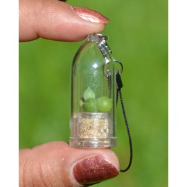 Pearls Live Succulent Terrarium Plant with Mini Blue Clip