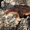 Goture Swimbait Worm Jig Realistic Soft Lure Set (3.3 inches