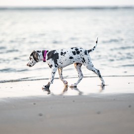 Herm Sprenger – Adjustable Rubberized Reflective Dog Collar for Small Medium Dogs with ClickLock Buckle – Overall Length 12-18 inches (Pink)