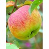 Winesap Apple Trees, Late-Season Harvest, Deciduous, Large Bright Red Fruit,