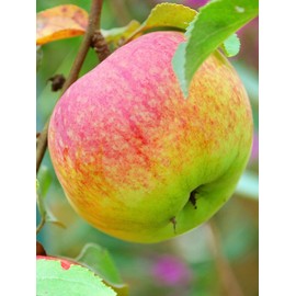 Winesap Apple Trees, Late-Season Harvest, Deciduous, Large Bright Red Fruit, 1 gal Nursery Pot, 2-3 ft. Tree Height (Due to Agricultural Laws, we Cannot Ship to CA, AZ, AK, or HI)