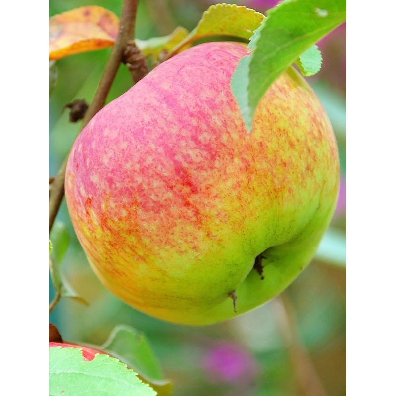 Winesap Apple Trees, Late-Season Harvest, Deciduous, Large Bright Red Fruit,