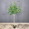 5.5ft Tall Artificial Bay Leaf Tree,Laurus Tree,Bay Tree,Laurel Tree Artificial