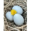 Unbranded 6 Hollow BLUE and GREEN Eggs from Free-range Hens