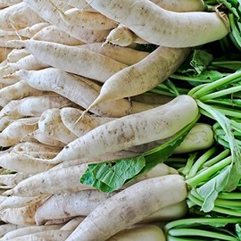 Palm Beach Medicinal Herbs - Miyashige Daikon Radish - Packet of 20 Seeds