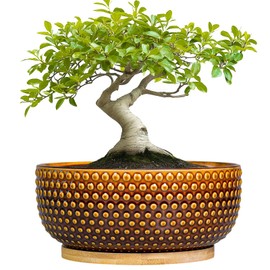 EPFamily Bonsai Pots - 8 Inch Succulent Bowl for Indoor Plant, Shallow Round Ceramic Planters with Drainage Hole and Saucer, Boho Home Room Office Apartment Decor, Plant Lovers Gifts, Brown