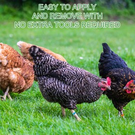 YUXIANLB 80 Pieces Chicken Leg Bands in 8 Colours 16mm Numbered Duck Leg Bands for Ducks, Chickens, Chickens, Sea Pigeons, Geese, Fighting Chickens, Chickens, Chickens, Ankle Strap for Poultry Clip On