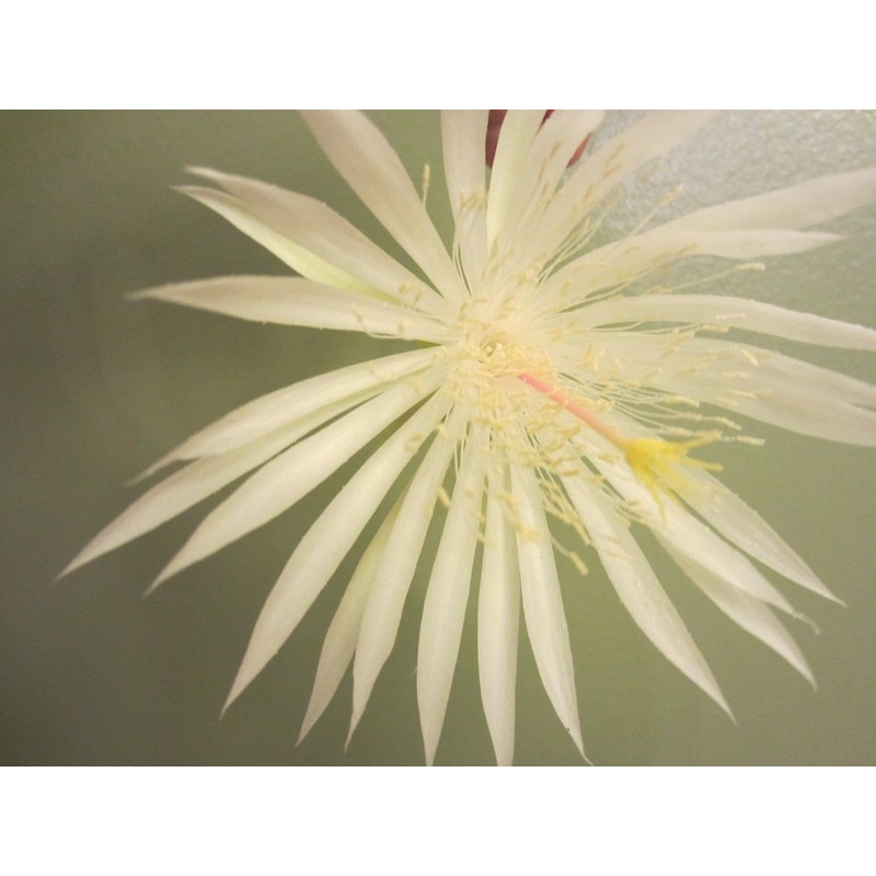 Epiphyllum Strictum Orchid Cactus Succulent