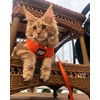 Travel Cat Harness and Leash Set - Adjustable Soft Mesh