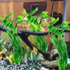 FQSNFNSTY8 10 Pezzi Acquario Pianta Acquario Artificiale Decorazione