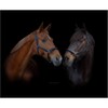 Marengos - Diamond Leather Headcollar | Halter for Horses |