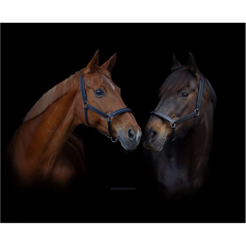 Marengos - Diamond Leather Headcollar | Halter for Horses |