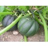 TomorrowSeeds - Table King Bush Acorn Squash - 90+ Count