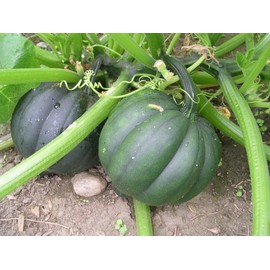 TomorrowSeeds - Table King Bush Acorn Squash - 90+ Count - Winter Fall Pumpkin Pepper Des Moines Vegetable Seeds Heirloom 2025