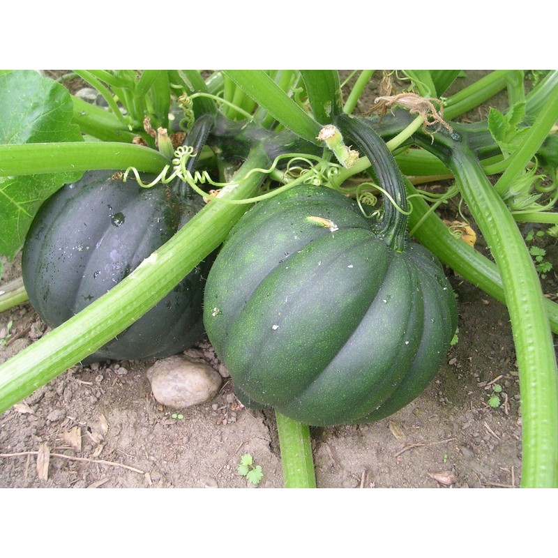TomorrowSeeds - Table King Bush Acorn Squash - 90+ Count