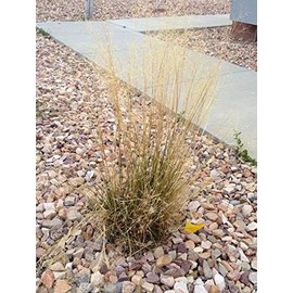 4 Ounces 40,000 Seeds Indian Ricegrass Rice Grass Ornamental Native Montina Seeds