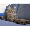 PET SUPPLEMENTS cat Vision - Cats Eye Health Complex -
