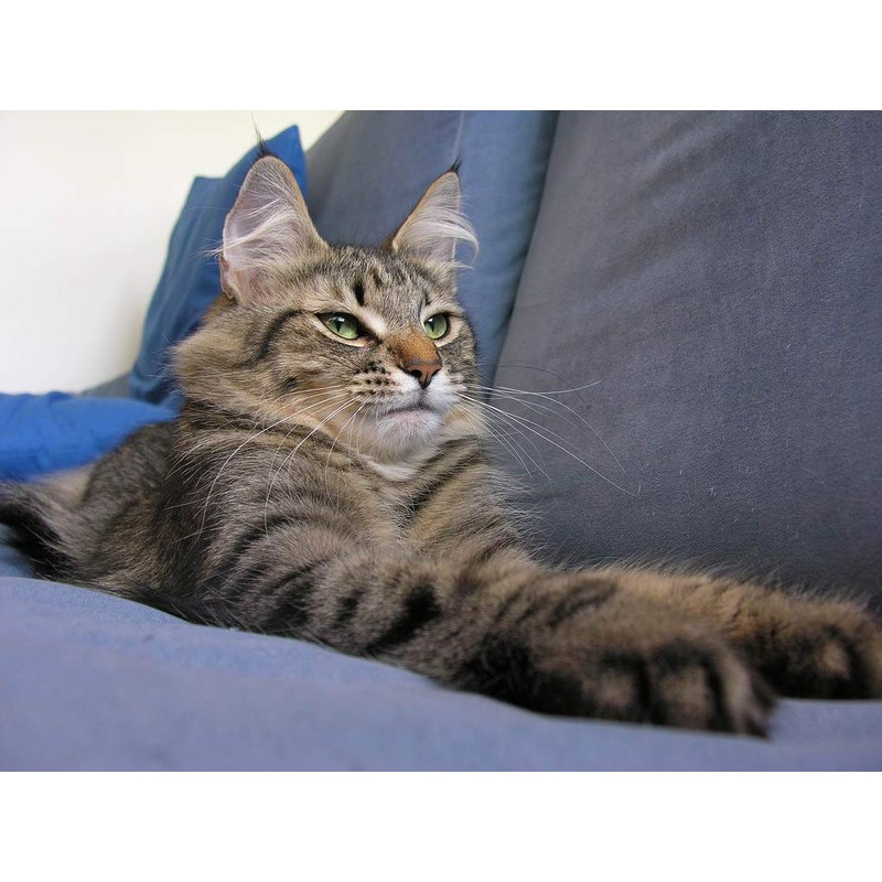 PET SUPPLEMENTS cat Vision - Cats Eye Health Complex -
