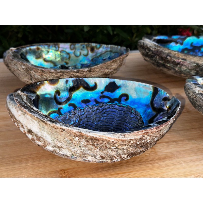 Abalone Shell, Seashell Incense Burner, Smudge Bowl for Holding Smudge
