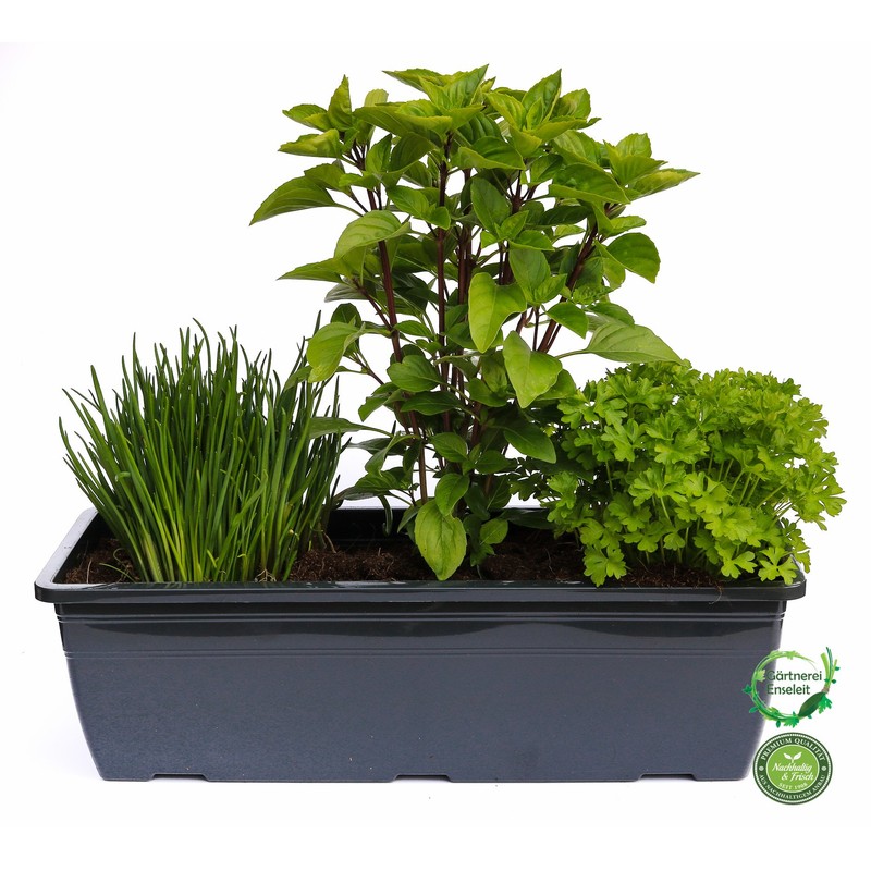 'Herb Planter for Salads 40 cm Charcoal Box of Each