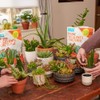 Back to the Roots 6qt Succulent & Cacti Mix