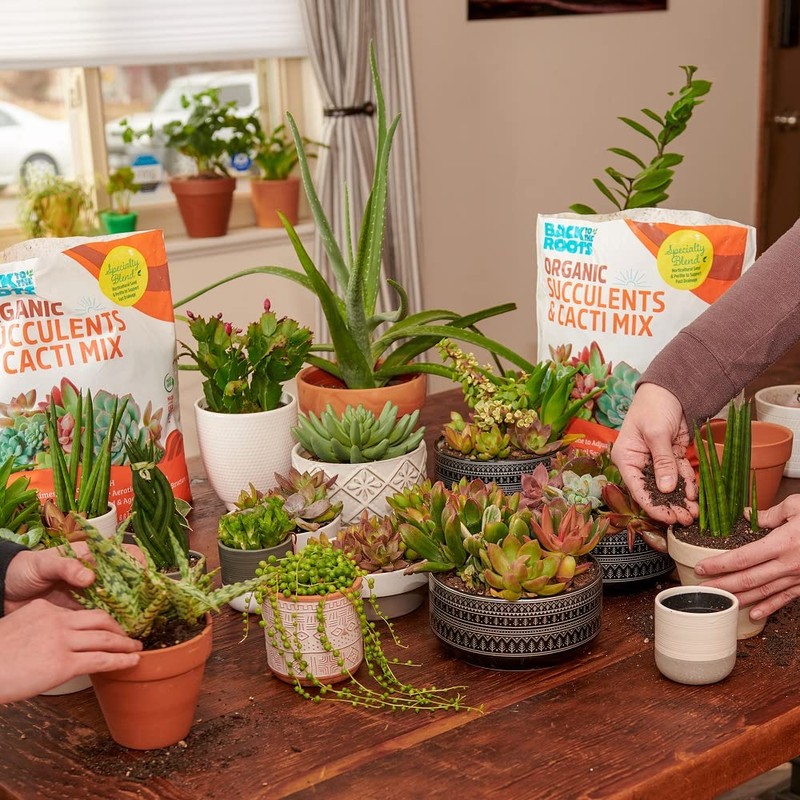 Back to the Roots 6qt Succulent & Cacti Mix