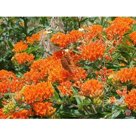 40 Butterfly Milkweed Seeds Asclepias tuberosa Native Perennial for Monarchs