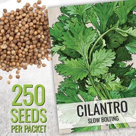 Seed Needs Coriander Seeds for Planting Culantro & Cilantro - Non-GMO Heirloom & Untreated Herb Seed to Plant an Indoor/Outdoor Culinary Medicinal Garden (Collection of 2 Packets)