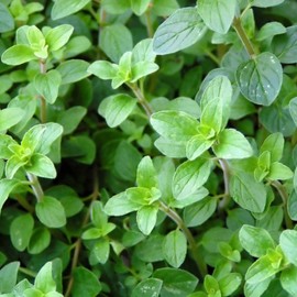 Common Italian Oregano Herb Garden Seeds - 1 Oz - Non-GMO, Heirloom Herbal Gardening & Micro Greens Seed