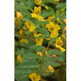 seeds Partridge Pea Seeds 100+ SEEDS NON-GMO  --BUY 4 ITEMS FREE SHIPPING