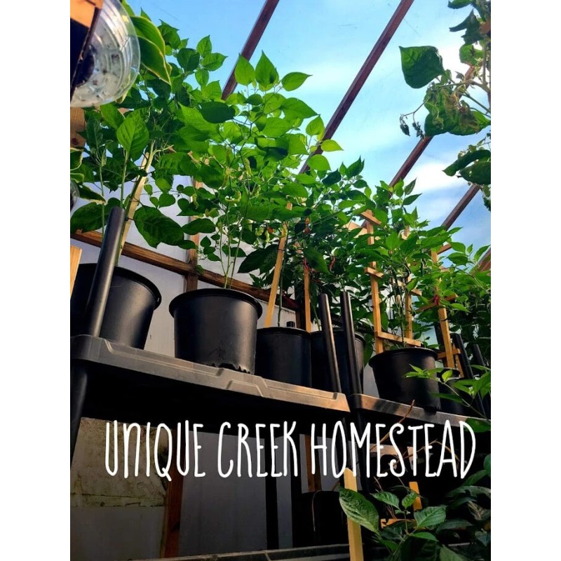 THAI HOT Chili Pepper Seeds Organically Grown Unique Creek Homestead