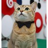 Dog Bow Tie Collar, Dog Collar with Bowtie Soft Velvet