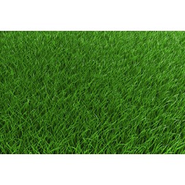 2 lb Low Grow Creeping Red Fescue Grass Seed Shade Tolerant Lawn Turf Fairway