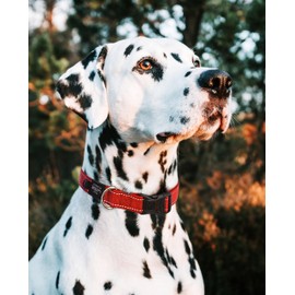 Reflective Dog Collar for Large Dogs, Adjustable from 13-22 inches, Black