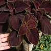 Outsidepride Coleus Chocolate Mint - 20 Seeds