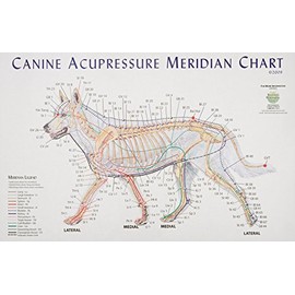 Canine Meridian Acupressure Chart