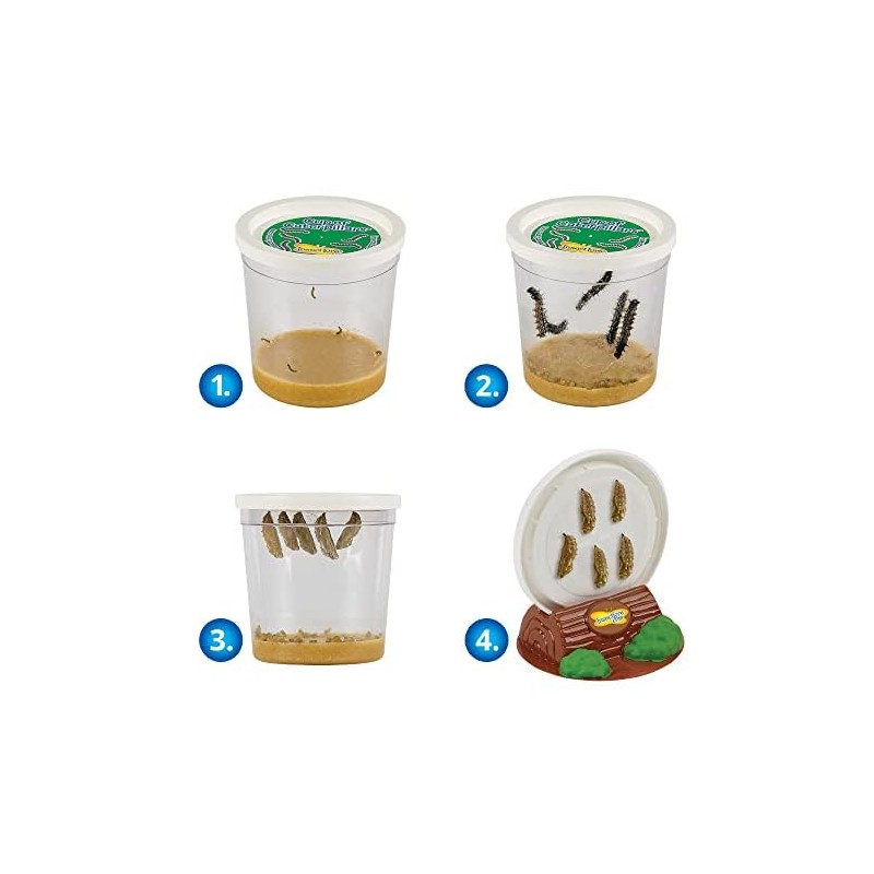 Insect Lore Funtastic 4 Cups of Caterpillars