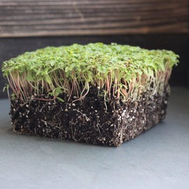 Edible Marigold Seeds - Minuta - 0.25 Oz - Non-GMO Flower & Exotic Microgreens - AKA: Mexican Marigold, Mint Marigold, Huacatay