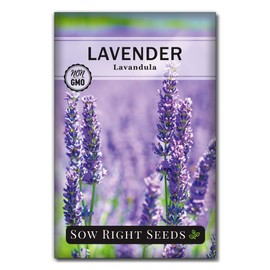 Sow Right Seeds - Lavender Seeds for Planting; Non-GMO Heirloom Seeds with Instructions to Plant and Grow a Beautiful Indoor or Outdoor herb Garden; Great Gardening Gift