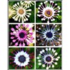 100pc African Daisy Rare Purple Daisy Flower Seeds for Planting