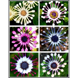 100pc African Daisy Rare Purple Daisy Flower Seeds for Planting