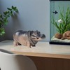 Nicoc Fish Tank Bubbler Decorations, Creative Hippo Aquarium Bubbler Decorations,