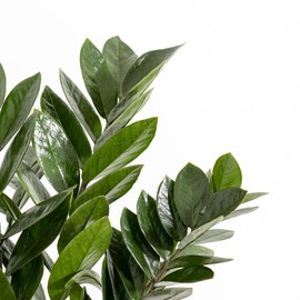 United Nursery ZZ Zanzibar Gem Plant Zamioculcas Zamiifolia in 9.25 inch Grower Pot, Easy Care Low Maintenance Low Watering, Ships Fresh from Our Farm