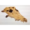 EXO TERRA CROCODILE SKULL - PT-2856
