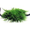 Christmas Moss 'Vesicularia montagnei' - Live Aquarium Plant