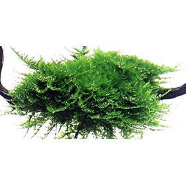 Christmas Moss 'Vesicularia montagnei' - Live Aquarium Plant