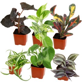 Easy to Grow Houseplants (Pack of 6), Live House Plants in Containers, Growers Choice Plant Set in Planters with Potting Soil Mix, Home Décor Planting Kit or Outdoor Garden Gifts by Plants for Pets
