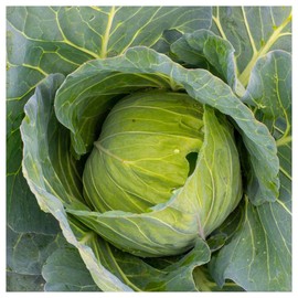 Everwilde Farms - 1 Lb Golden Acre Cabbage Seeds - Gold Vault